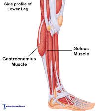 Torn Calf Muscle: Causes, Treatment & Recovery