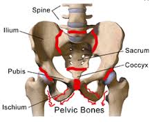 Pelvic Bone
