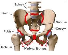 Pelvic Girdle Pain – the sacroiliac joint
